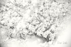 白雪姫