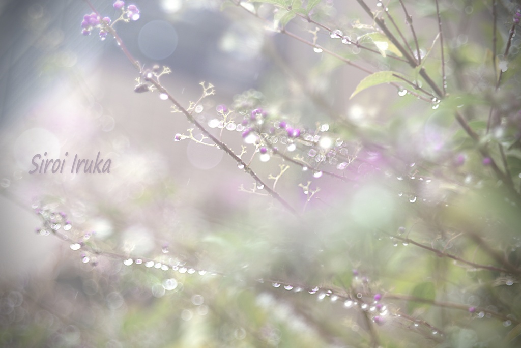 雨の輝き