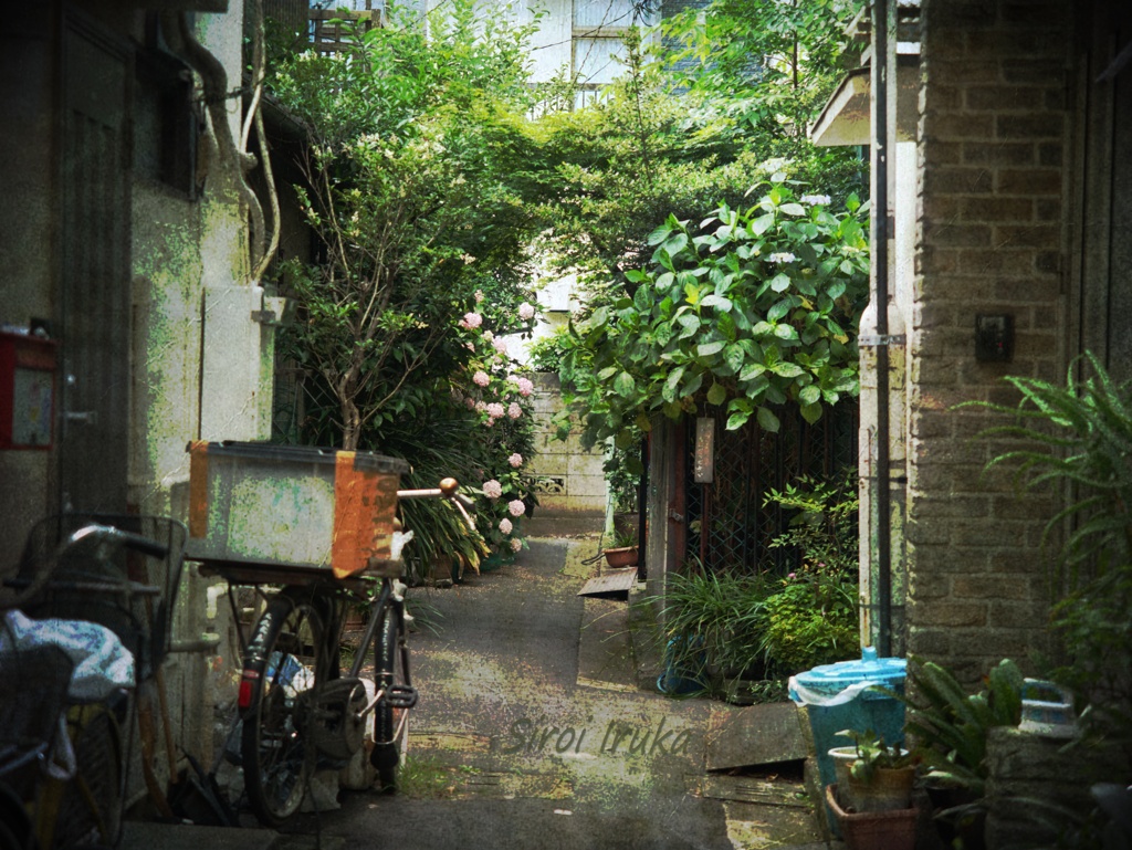 路地裏