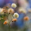 D5300×タムキュ　VS　PEN F×Olympus60ｍｍマクロ　3