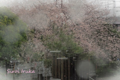 桜色の雨