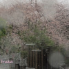 桜色の雨