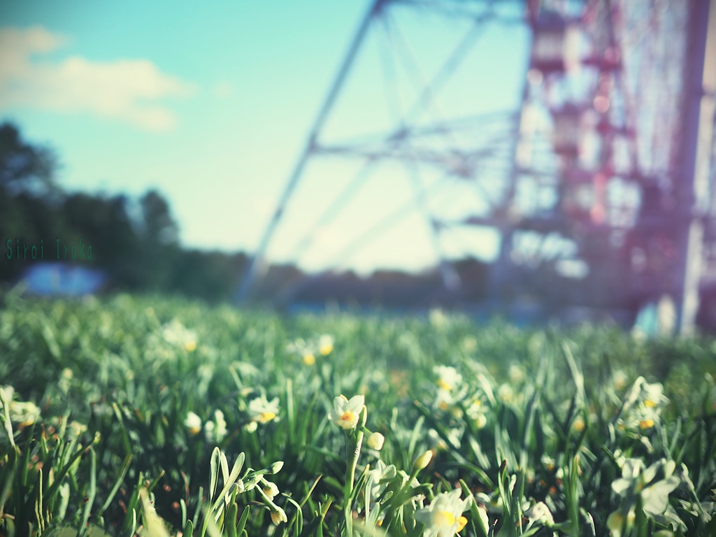 観覧車と水仙