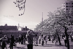 ウキウキお花見と人見