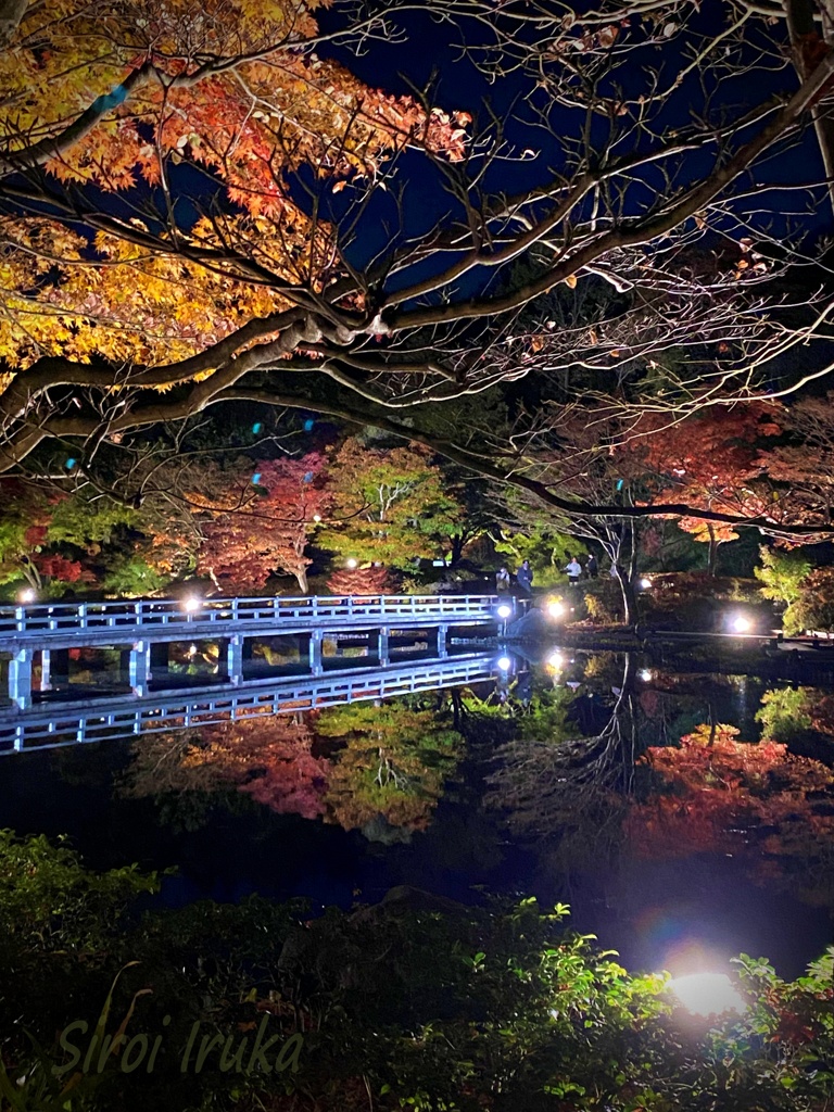 昭和記念公園　1