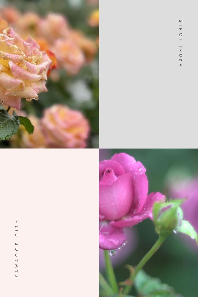 roses in the rain