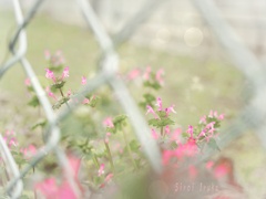 春　の　か・ほ・り