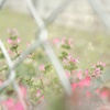 春　の　か・ほ・り