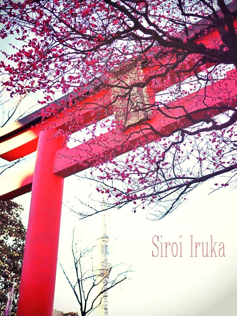 鳥居と梅とスカイツリー