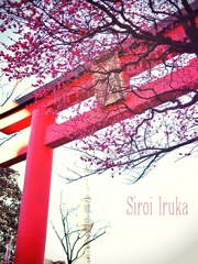 鳥居と梅とスカイツリー