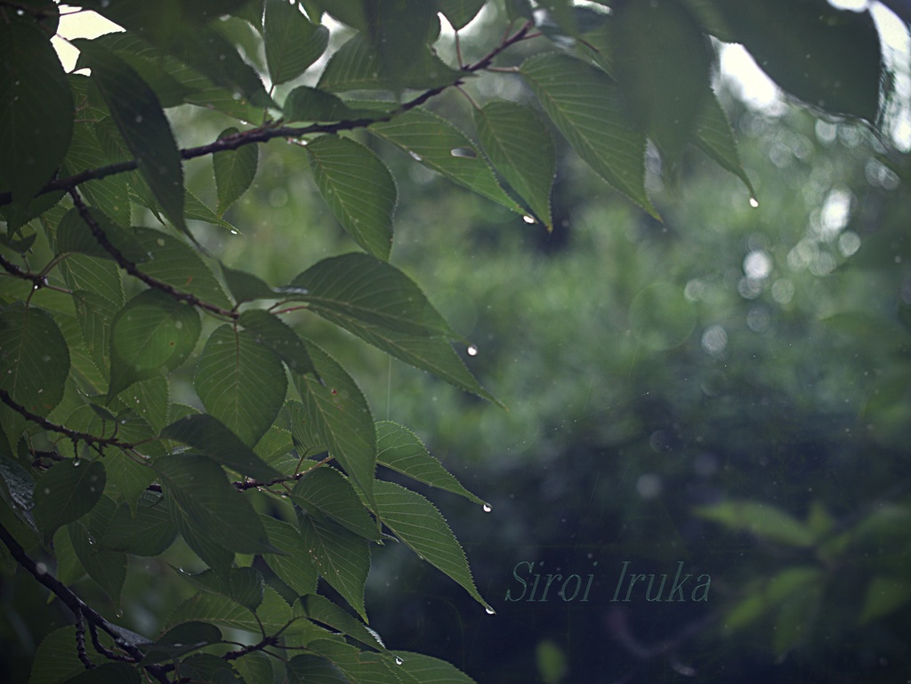 癒しの雨音