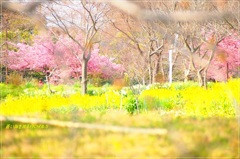 待ち遠しい春