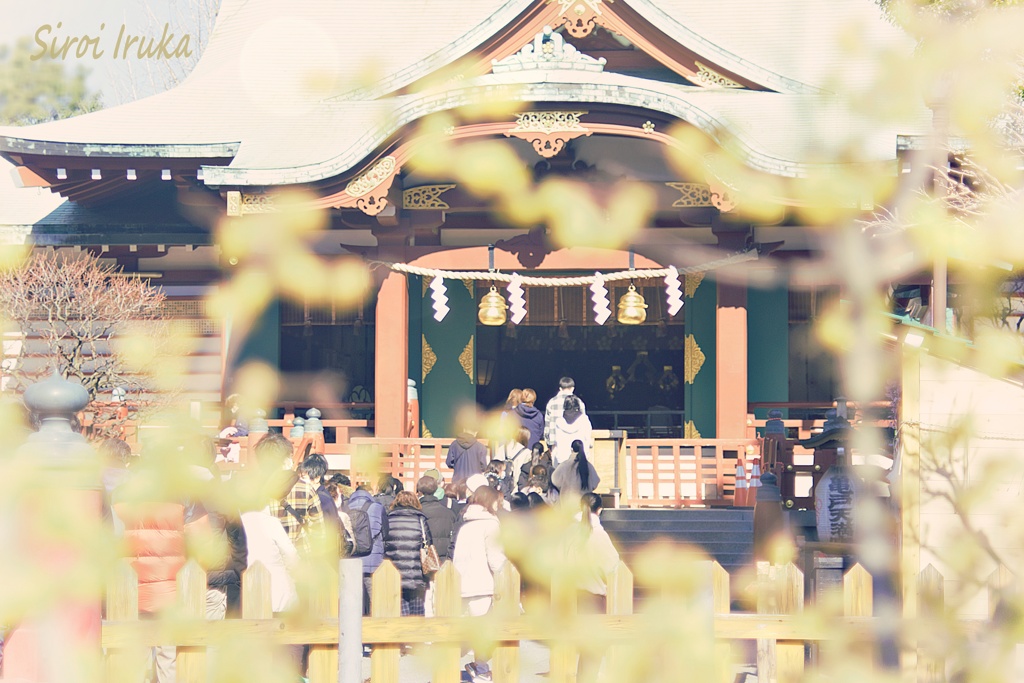 蝋梅と神様