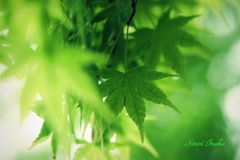 緑に癒されて