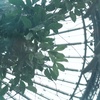 ceiling