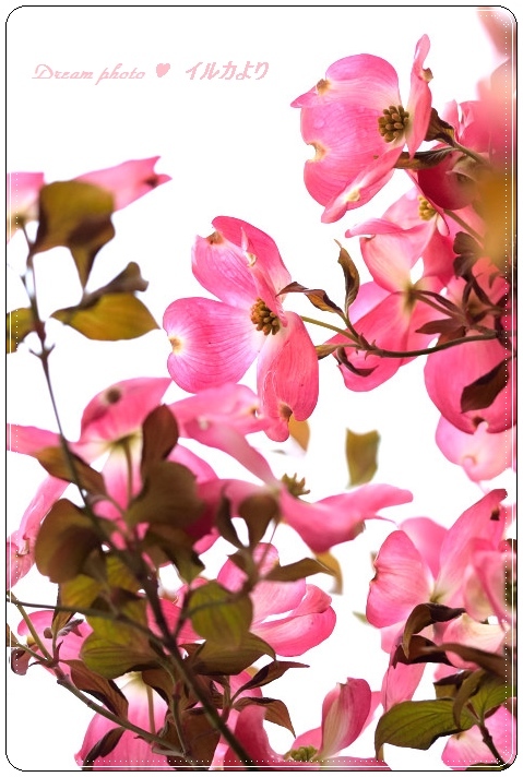 春の花(ハイキー)②