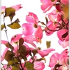 春の花(ハイキー)②