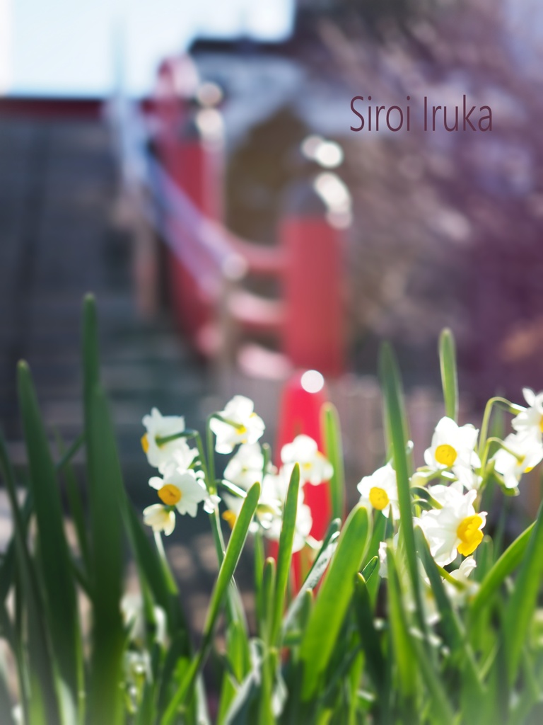神社で日向ぼっこ