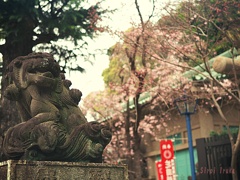 狛犬と桜