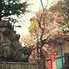 狛犬と桜