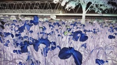 夜の菖蒲園