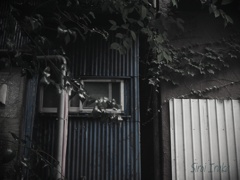 Blueのトタン壁