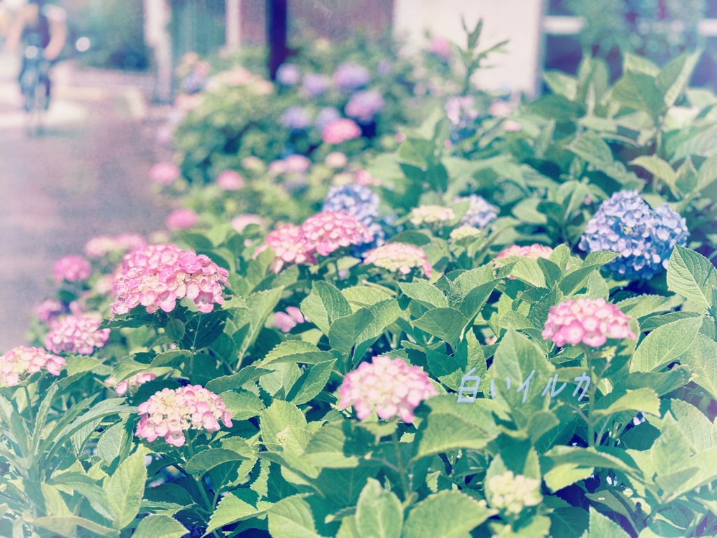 紫陽花通り