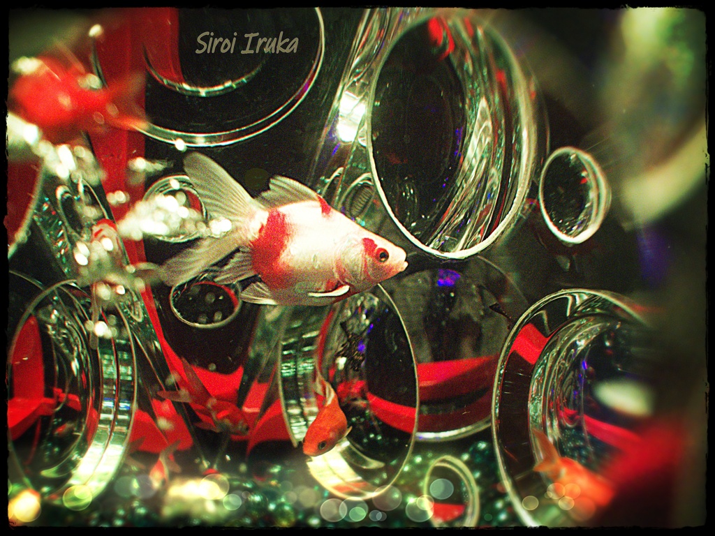 宝石箱の金魚姫