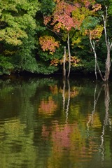 静寂の中の紅葉