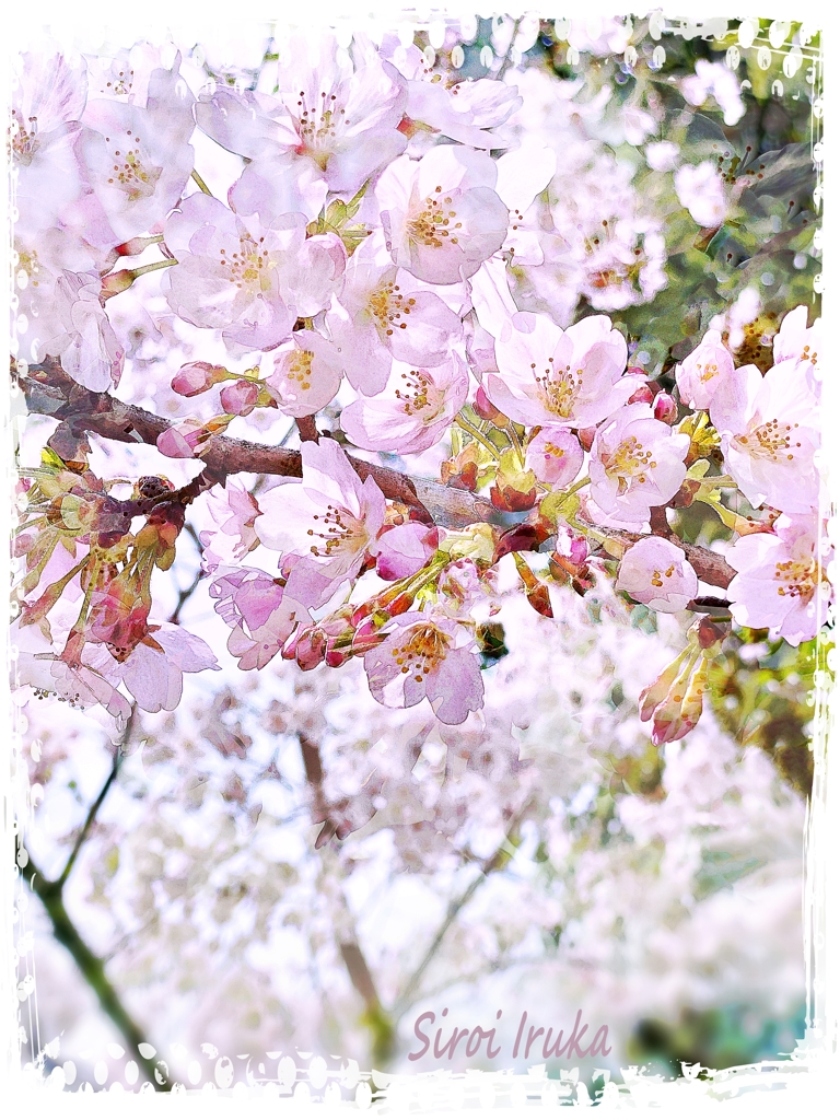 桜物語
