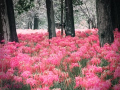 巾着田の曼殊沙華たち