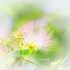 ねむの花