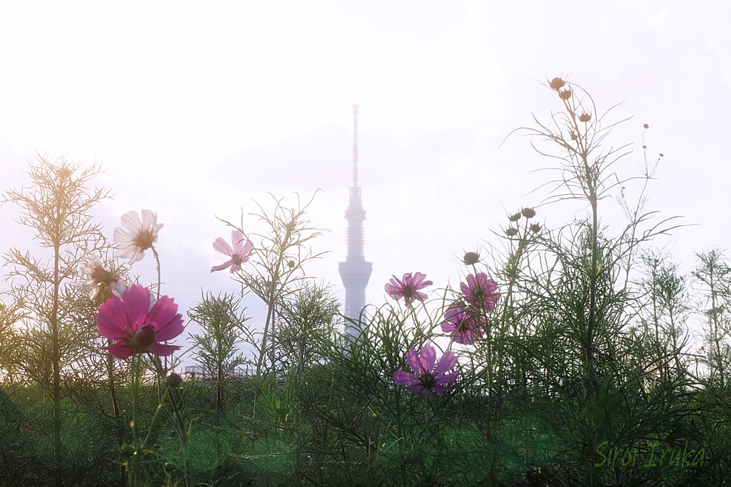 秋桜とスカイツリー