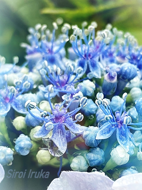 紫陽花色