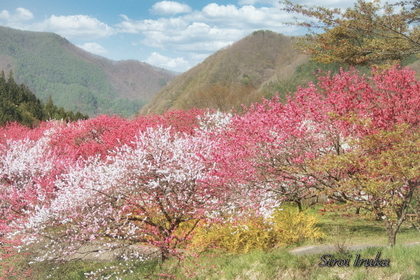 信州の旅　桃源郷　1