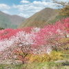 信州の旅　桃源郷　1