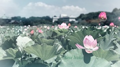 上野の蓮池