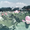 上野の蓮池