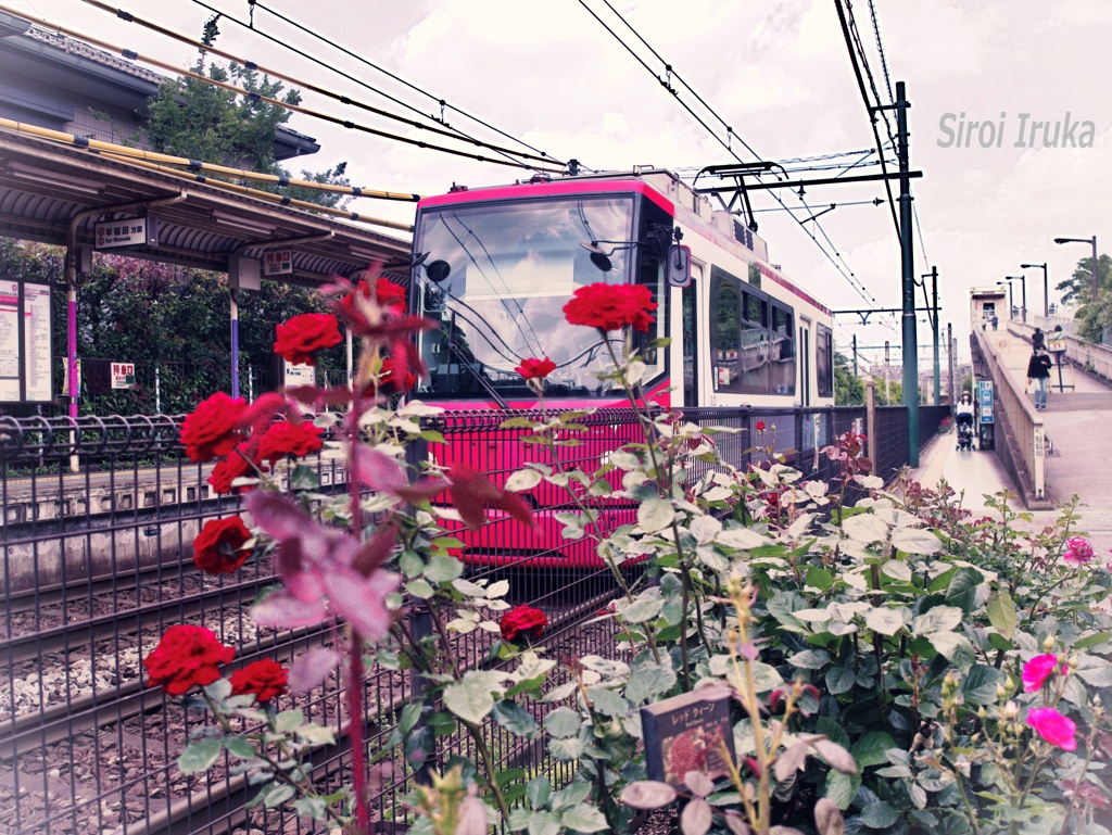 赤い都電と赤い薔薇