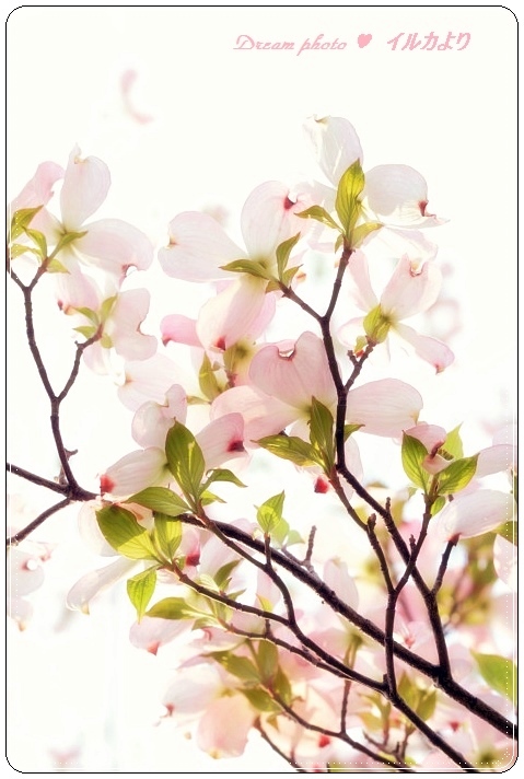 春の花(ハイキー)③