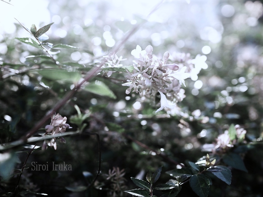 あふれる冬の光