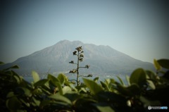 桜島より目立とうとする奴
