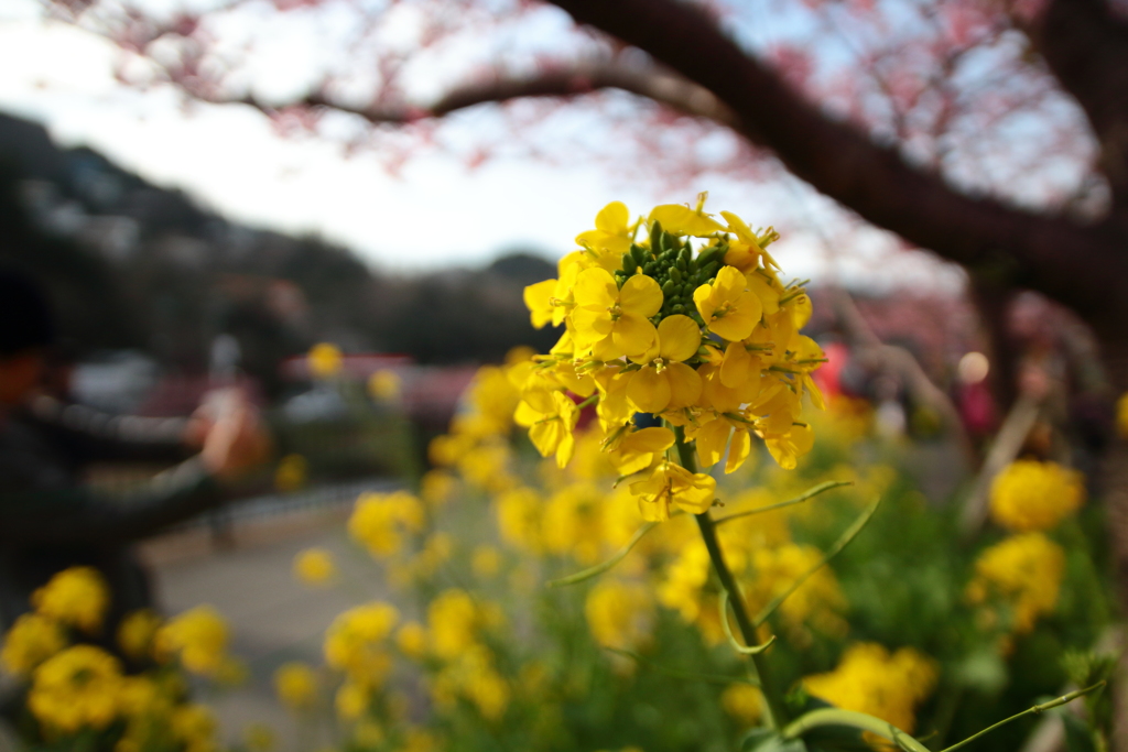 菜の花