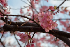 河津桜