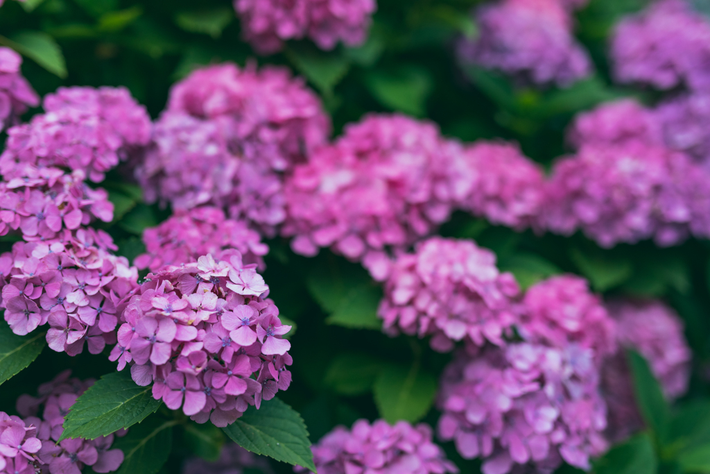 紫陽花4
