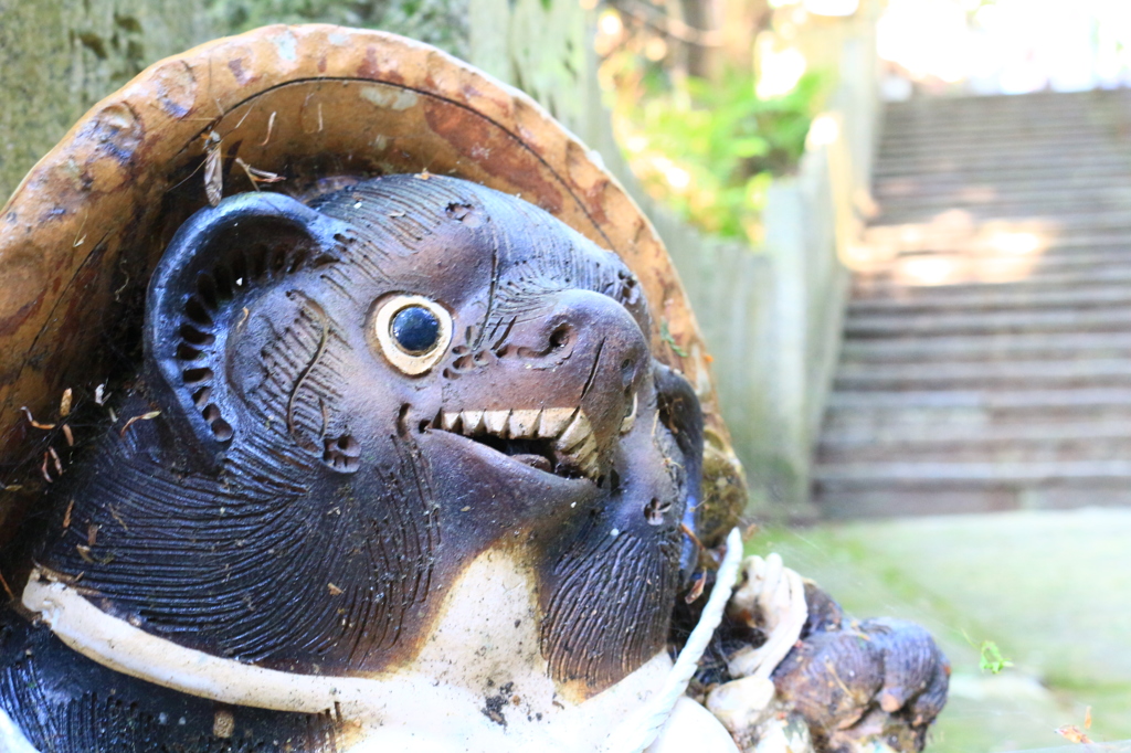 狸