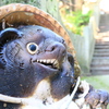 狸
