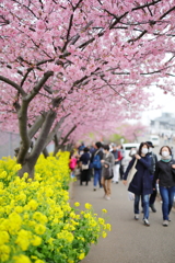 河津桜