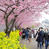 河津桜