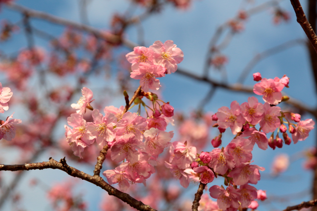 河津桜